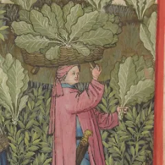 A cabbage harvest, painted in a 14th-century health handbook